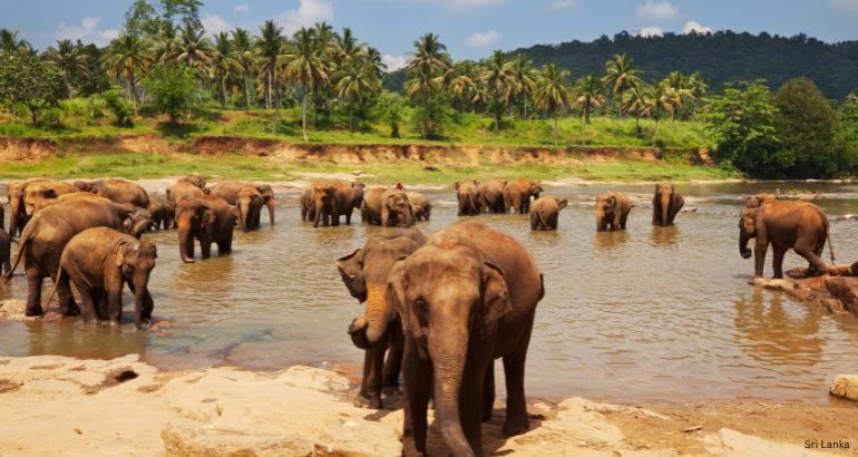 Sri Lanka Highlights: A 06N / 07D-14th August 2025.